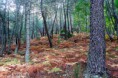 /album/fotogaleria-bosques/paz-en-el-bosque-jpg/